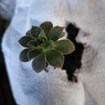 Aeonium decorum Feuille