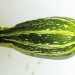 Cucurbita pepo Fruto