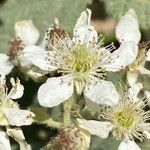 Rubus canescens 花