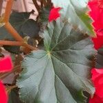 Begonia grandis Leaf