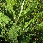 Cirsium dissectum Foglia