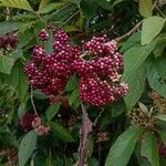 Callicarpa acuminata Plod