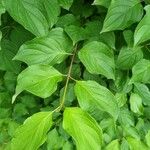 Cornus sanguineaLeaf