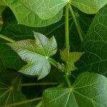 Jatropha curcas Levél