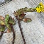 Aeonium simsii Blatt