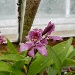 Guarianthe bowringiana Blomma