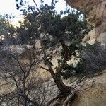 Juniperus osteosperma Folha