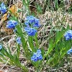 Mertensia lanceolata Flower