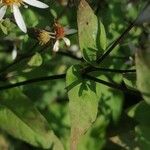 Symphyotrichum cordifolium Листок