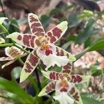 Oncidium crocidipterum Virág