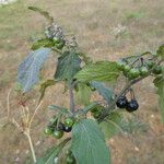 Solanum nigrum Folha