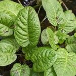 Rumex obtusifolius Leaf