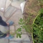 Cardamine bonariensis Leaf