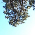 Pinus canariensis List