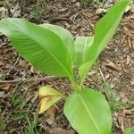 Ensete ventricosum 整株植物