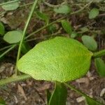 Dampiera purpurea List