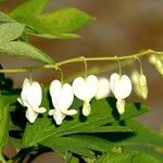 Lamprocapnos spectabilis Blüte