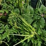 Erodium malacoides Fruit