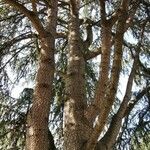 Cedrus atlantica Облик