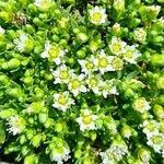 Arenaria serpens 花