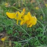 Crotalaria laburnifolia Floare