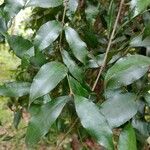 Syzygium oleosum Leaf