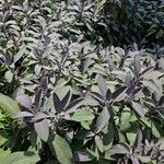 Salvia officinalis অভ্যাস