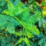 Vachellia farnesiana Blad