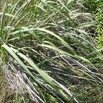 Tripidium ravennae পাতা