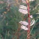 Tamarix canariensisFlower