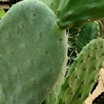 Opuntia engelmannii Foglia