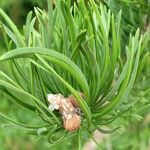 Pinus banksiana Hoja