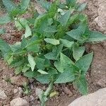 Mirabilis longiflora Leaf