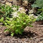 Hydrangea paniculata Blomma