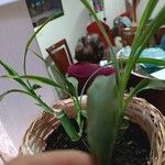 Dracaena braunii Blatt