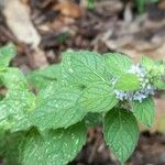 Mentha canadensis Folha