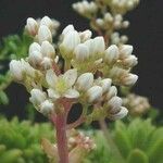 Sedum lucidum