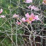 Rhododendron roseum Květ