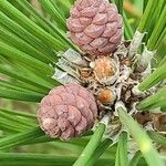 Pinus thunbergii Квітка