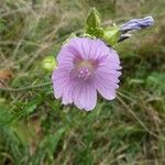 Malva moschata Цвят