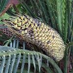 Macrozamia communis Fiore