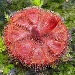 Drosera brevifolia 葉