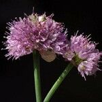 Allium strictum പുഷ്പം