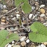 Phlomoides tuberosa Lapas