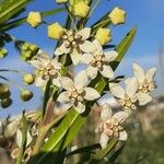 Gomphocarpus fruticosus Fleur