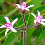 Oxypetalum solanoides Flor