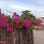 Bougainvillea glabraCelota