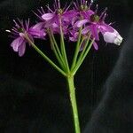 Allium wallichii Flor