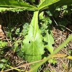 Cirsium canum ഇല