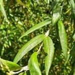 Buddleja saligna Leaf